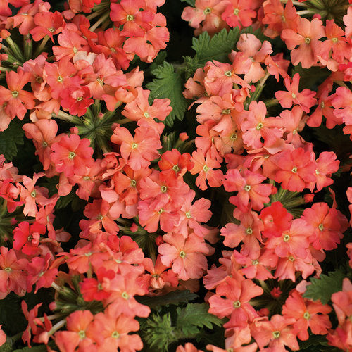Superbena® Peachy Keen Verbena hybrid PW