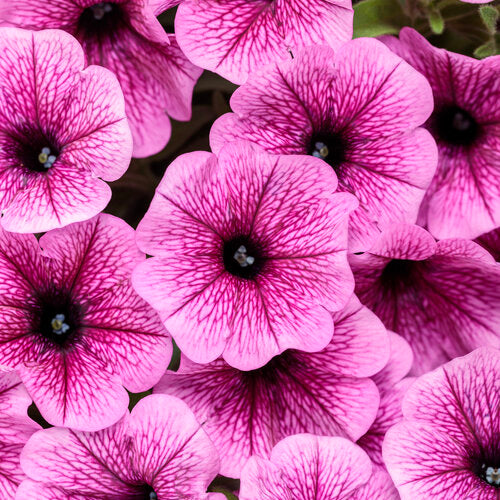 Supertunia Mini Vista® Plum Veined Petunia hybrid PW