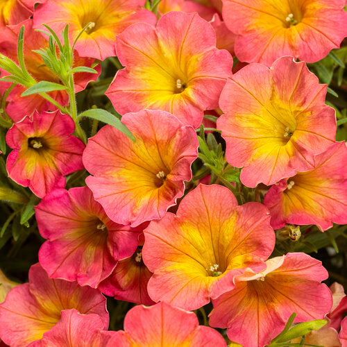 Supertunia® Persimmon Petunia hybrid PW