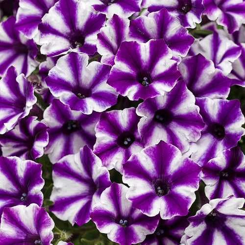 Supertunia Mini Vista® Violet Star Petunia hybrid PW