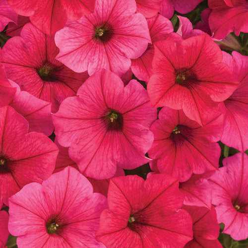 Supertunia Vista® Paradise Petunia hybrid PW