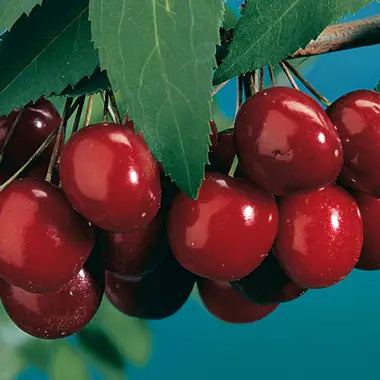 Cherry Tree 'Black Tartarian'
