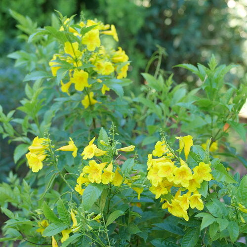 Chicklet® Gold Esperanza Tecoma stans PW