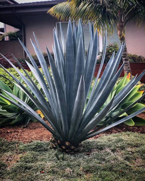 herbicide for agave Agave Tequilana