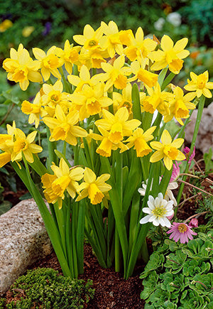 Narcissus Tete a Tete Bulb