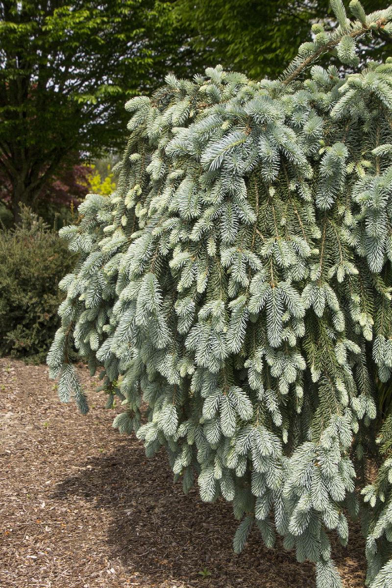 The Blues Blue Spruce