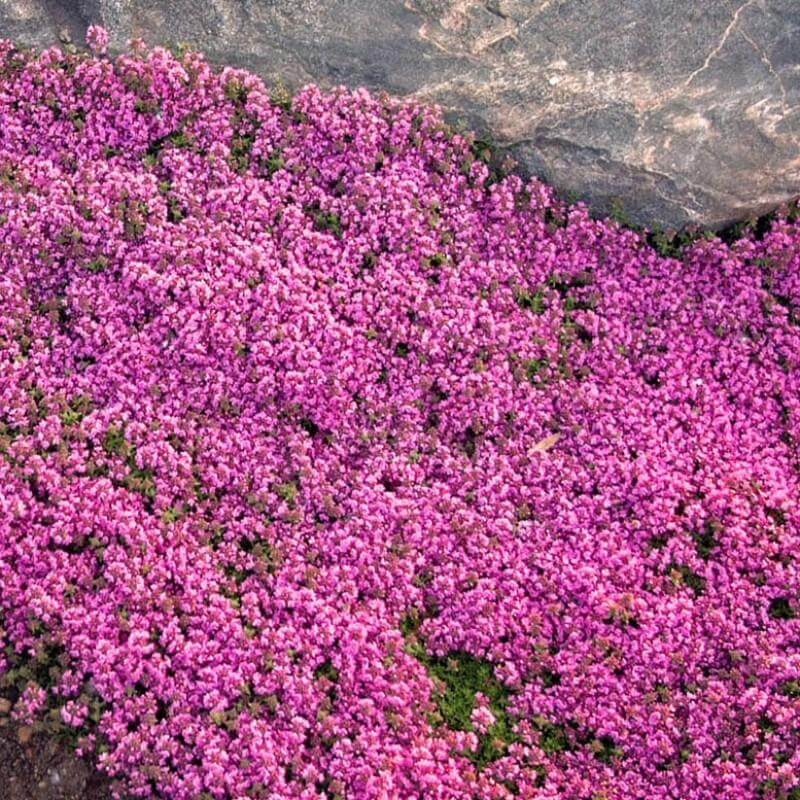 306 Walk on the Wildside Thyme Creeping RED - 4"/6pk