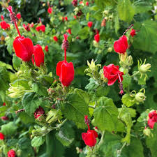 TURKS CAP RED