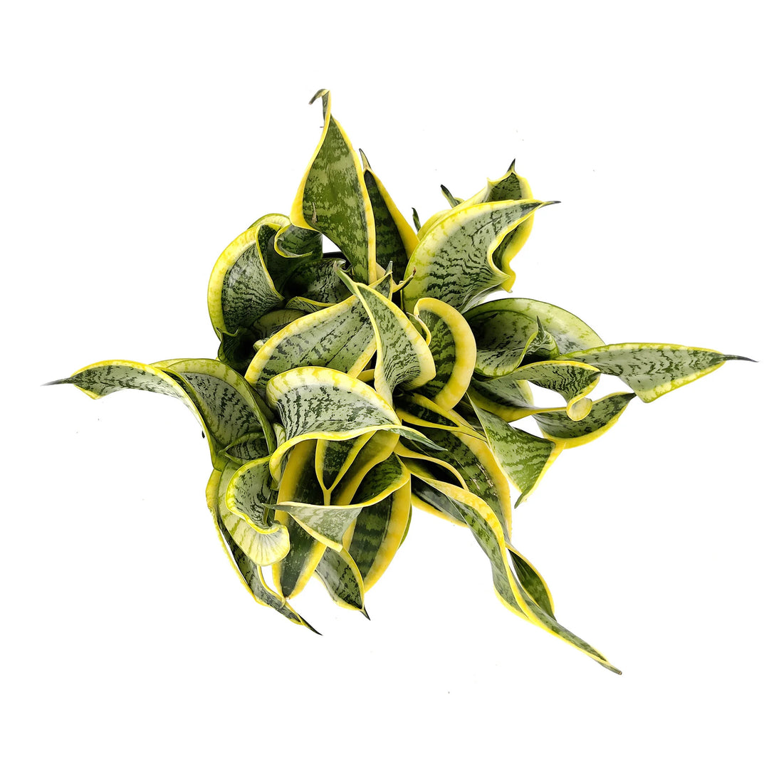 Sansevieria Twisted Sister