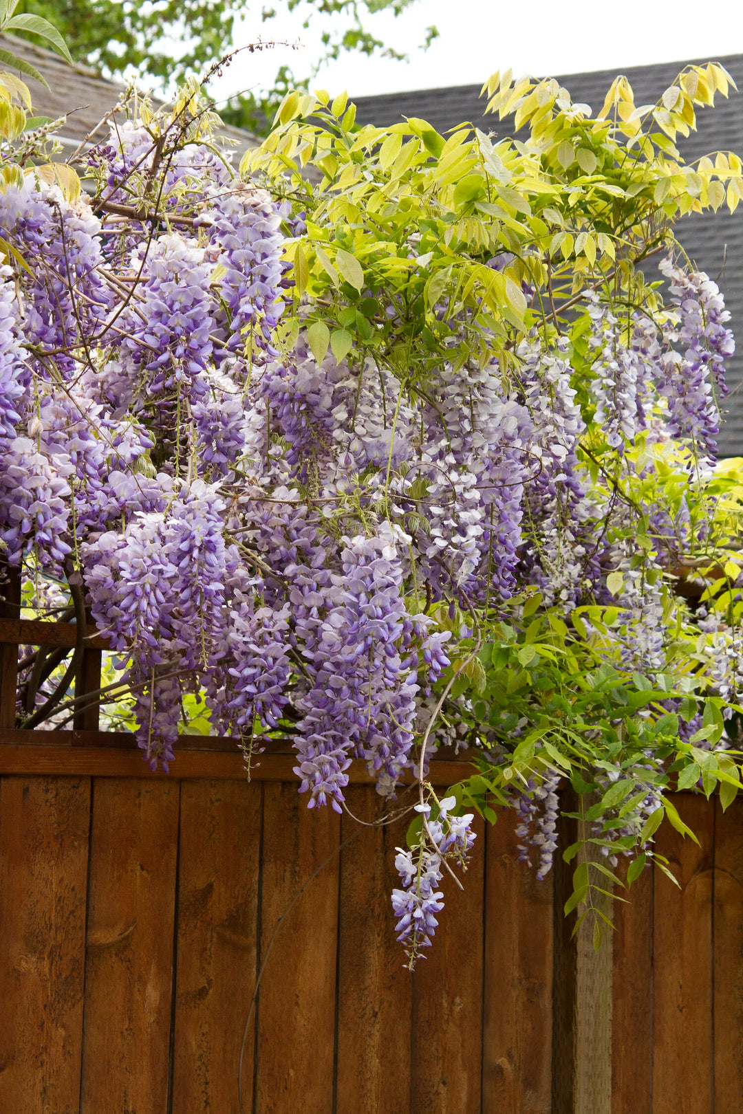 Texas Purple Japanese Wisteria