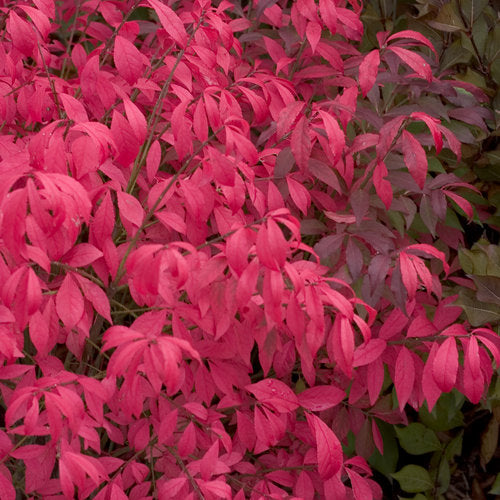 Euonymus Unforgettable Fire Burning Bush