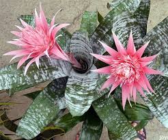Bromeliad ACH. FASCIATA