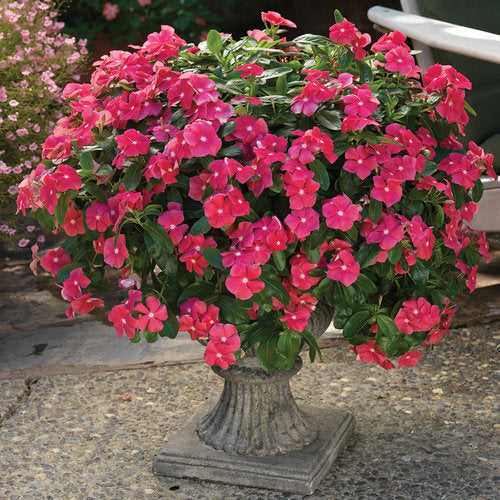 Cora® Cascade Cherry Vinca Catharanthus roseus PW