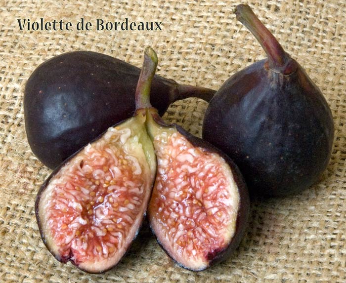 Fig 'Violette De Bordeaux' Tree
