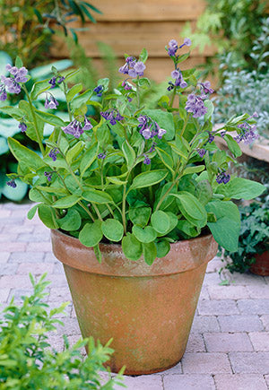 Mertensia Virginica #1 Bulb