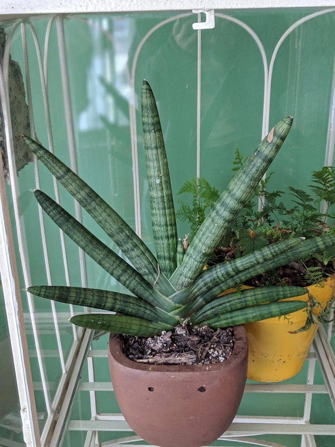 SANSEVIERIA BONCEL STARFISH