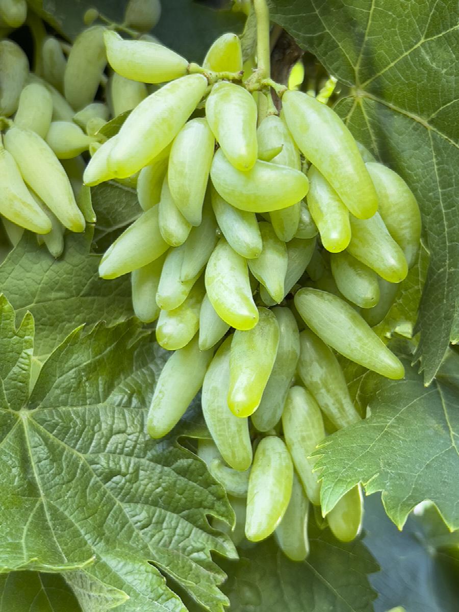 Zestful™ Waterfall Grape