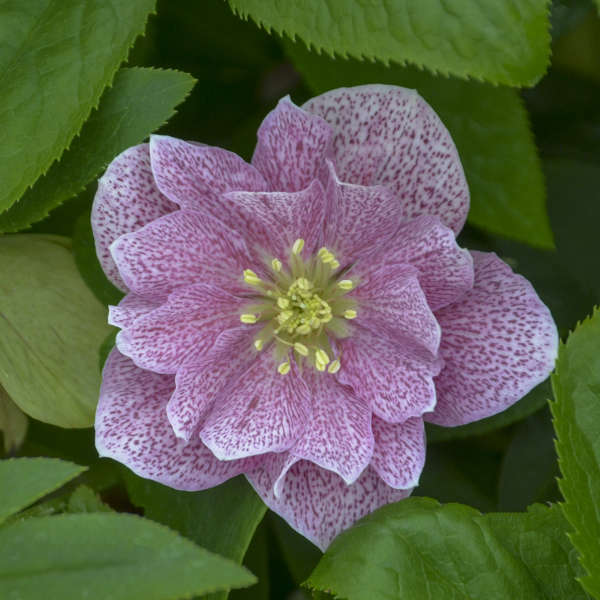Helleborous 'Wedding  Crasher' LOCALLY GROWN