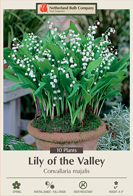 CONVALLARIA MAJALIS
