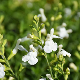 VIBE® Ignition White Salvia Salvia x jamensis 'Elk White Ice'