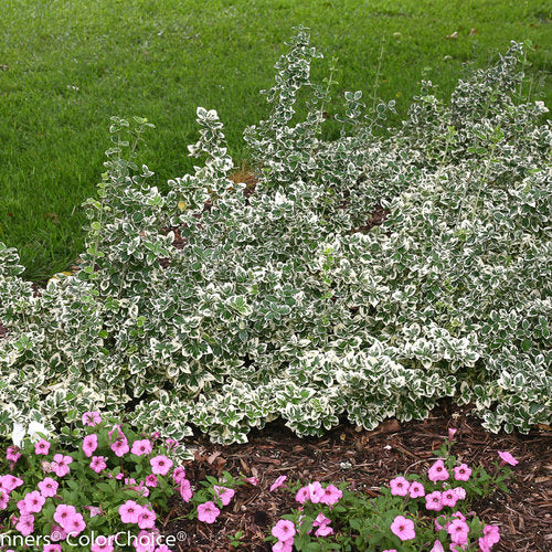 Euonymus fortunei Proven Winners Color Choice 'White Album' NEW 2025