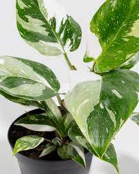 Philodendron White Princess