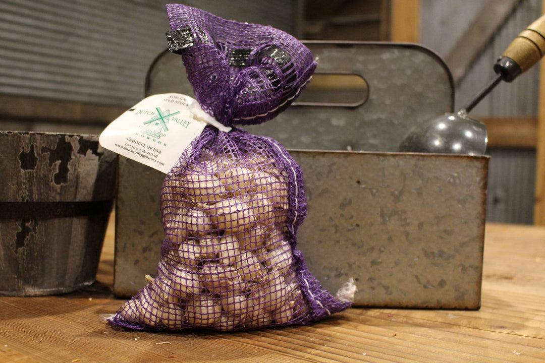Dutch Valley - White Onion Baby Bulbs
