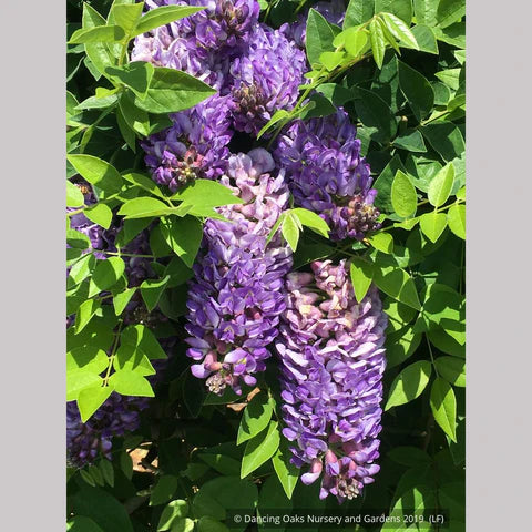 Wisteria frutescens 'Longwood Purple'