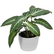 Xanthosoma Magnificum - Collector Plant