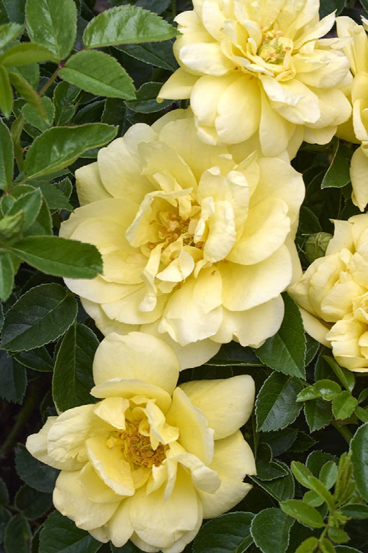 Flower Carpet® Rose