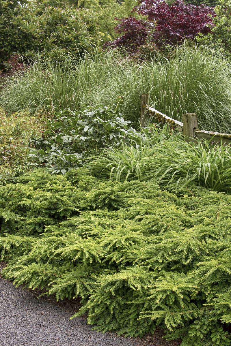 Emerald Spreader® Japanese Yew
