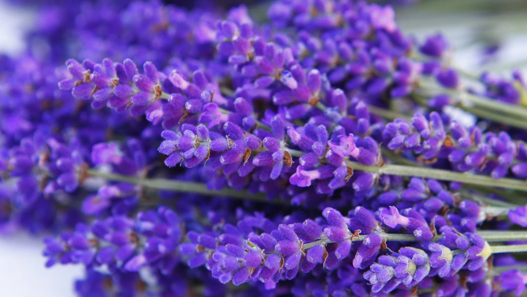 About Lavender