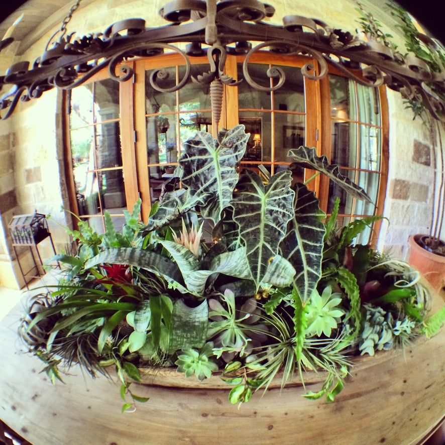 mosquito plant hanging basket Citronella Geranium / Mosquito Plant 10” Hanging Basket