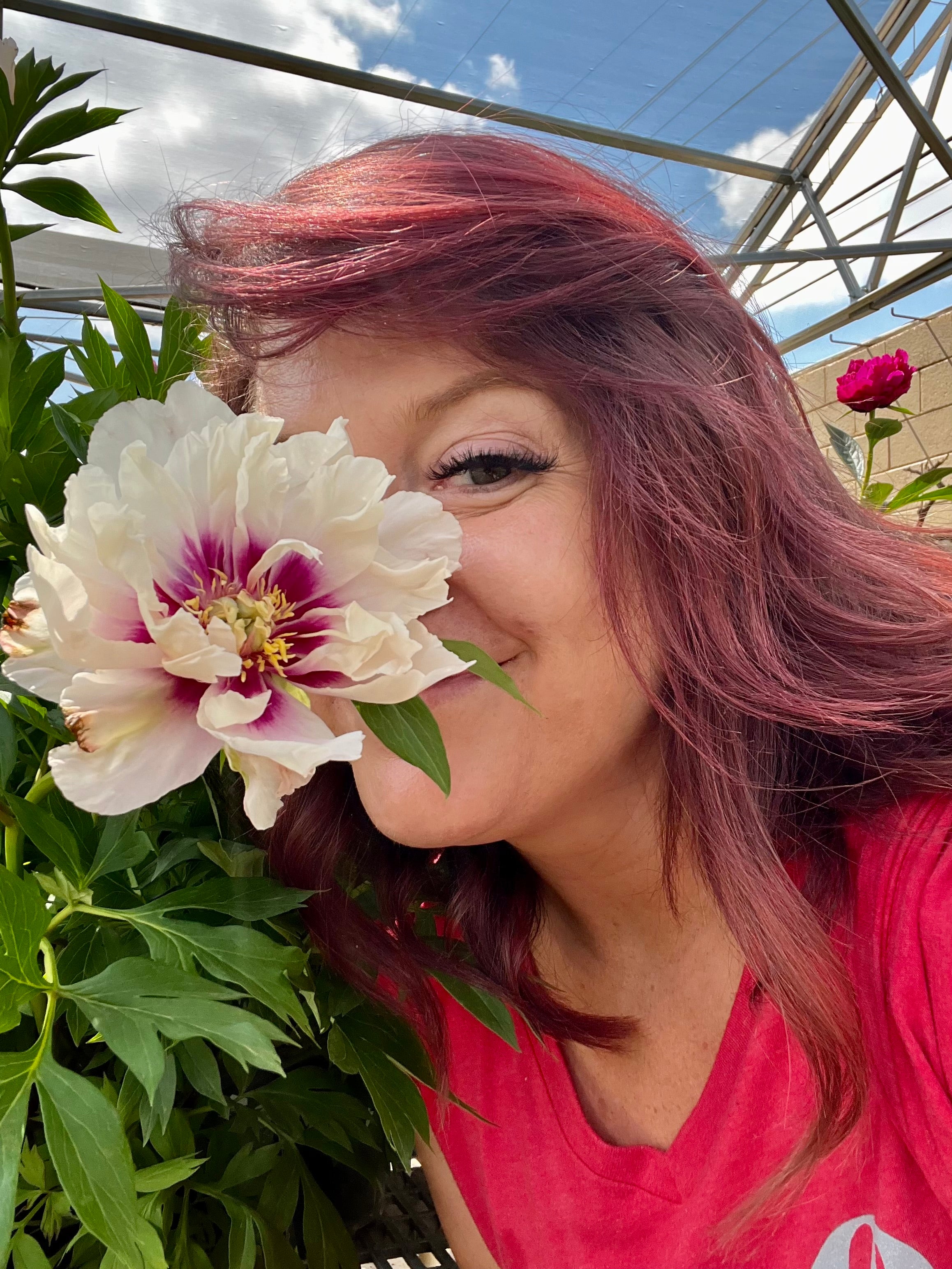 Peonies