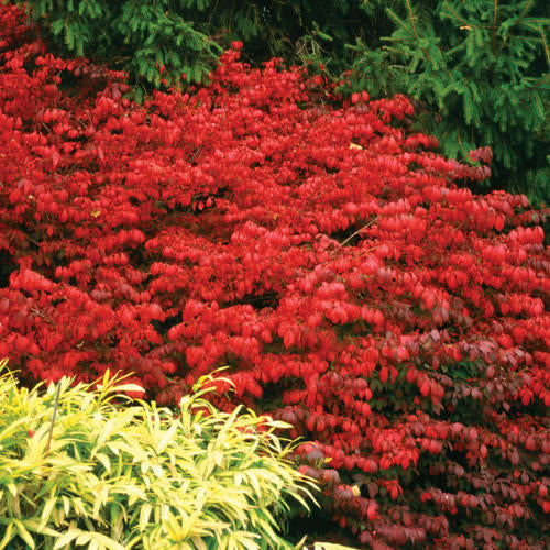 Shrub