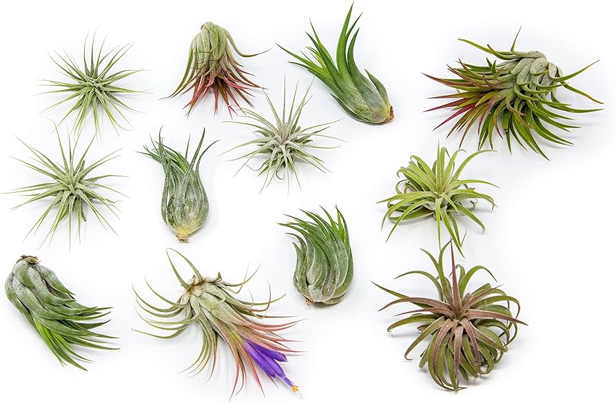 Air Plants