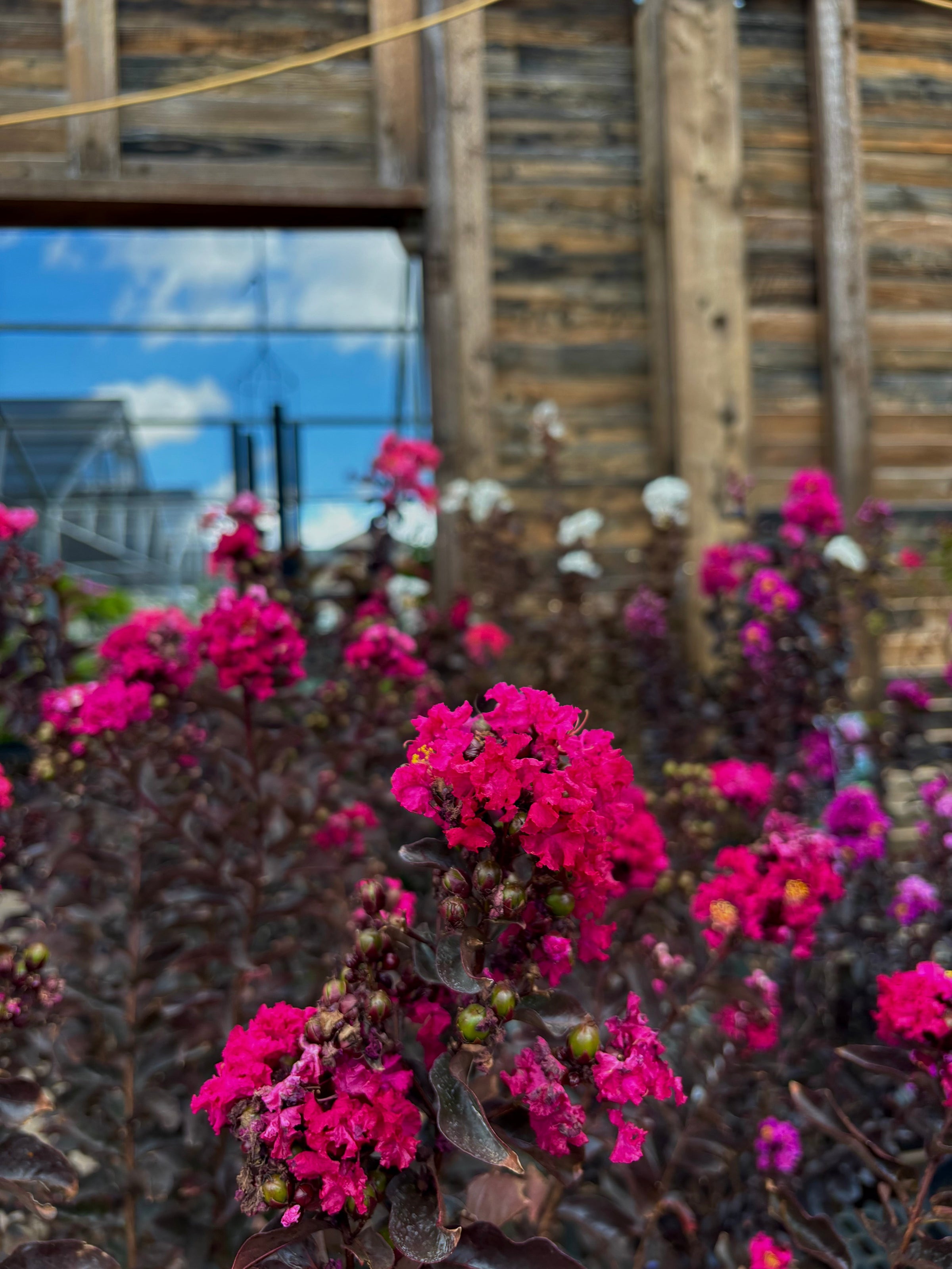 Crape Myrtle