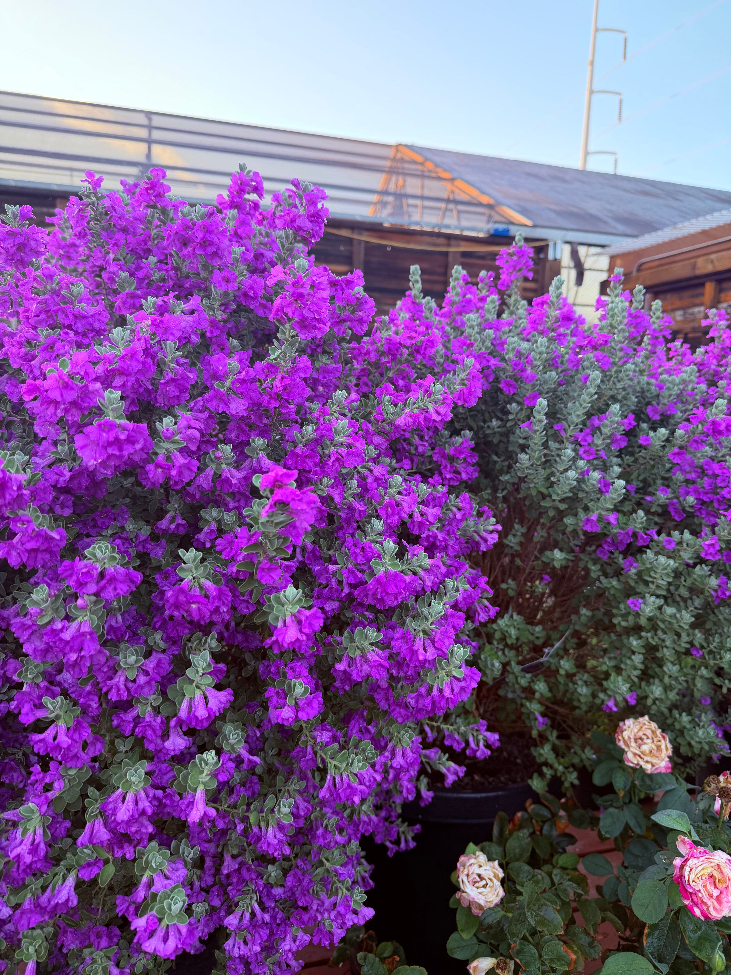Texas Sage
