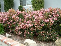 Flowering Shrubs
