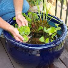 Water Plant