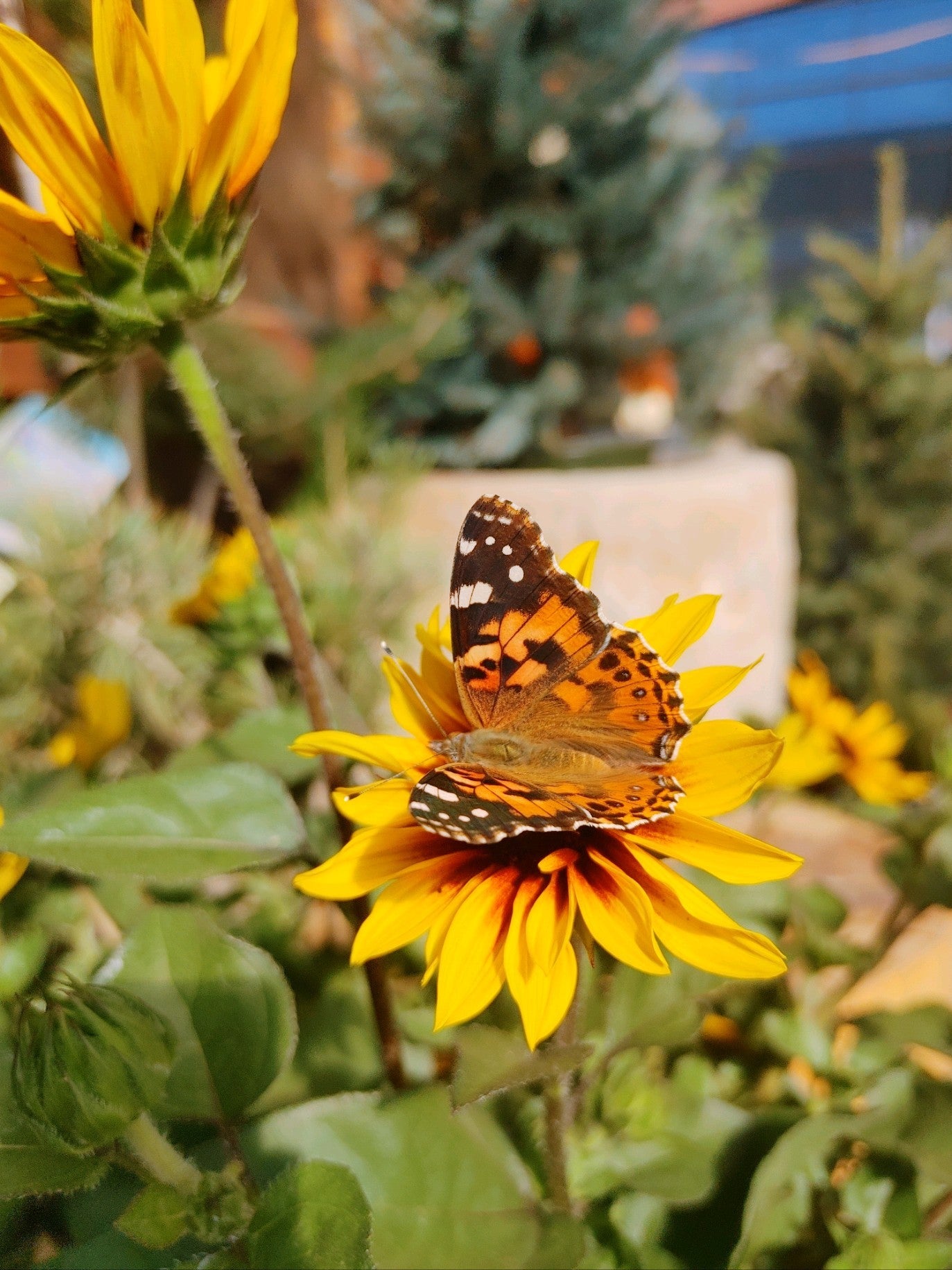 Pollinator Collection
