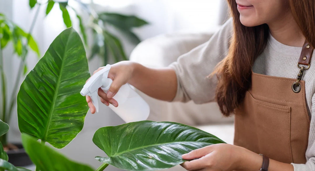 Indoor Plant Care