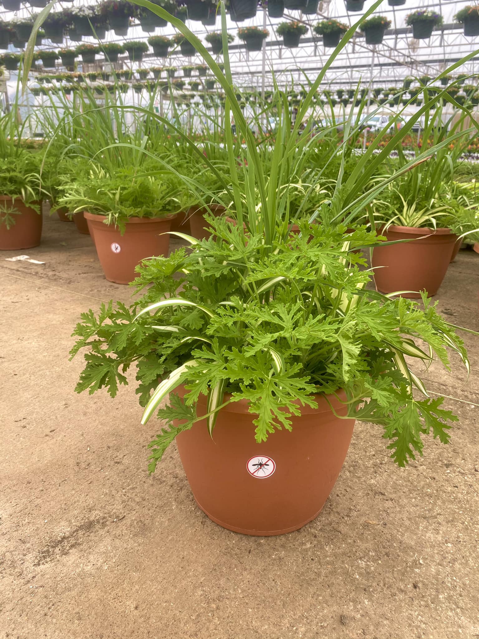 Mosquito Plants and accessories