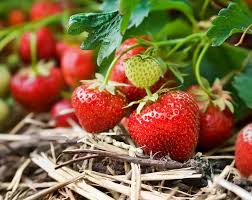 Fruit