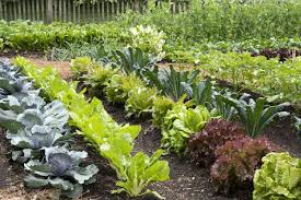 Vegetables