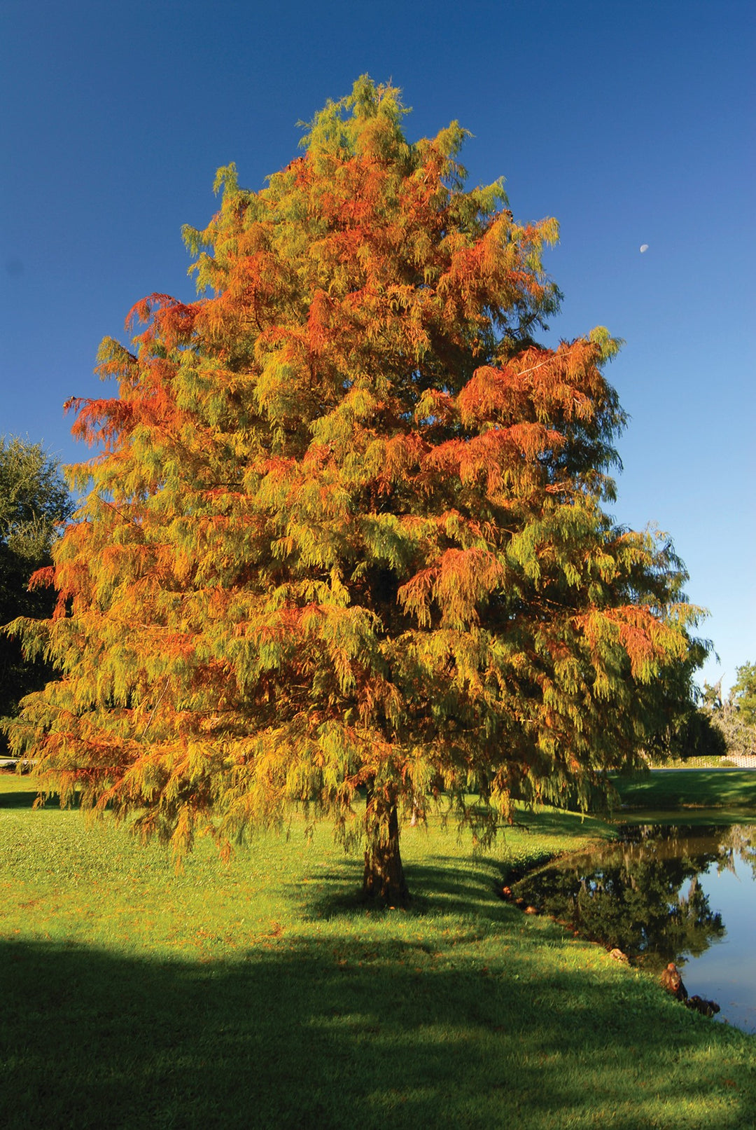 Taxodium Distichum Cypress Bald
