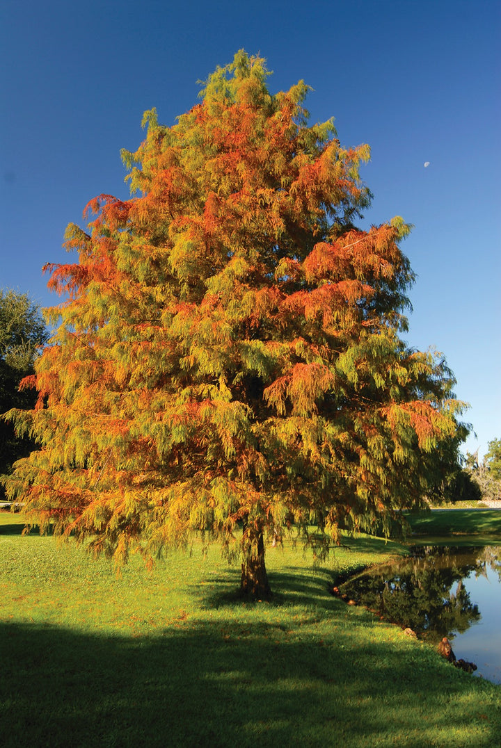 Taxodium Distichum Cypress Bald