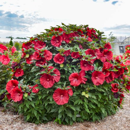 Hardy Hibiscus
