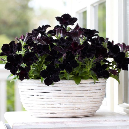 Crazytunia Black Mamba LOCALLY GROWN