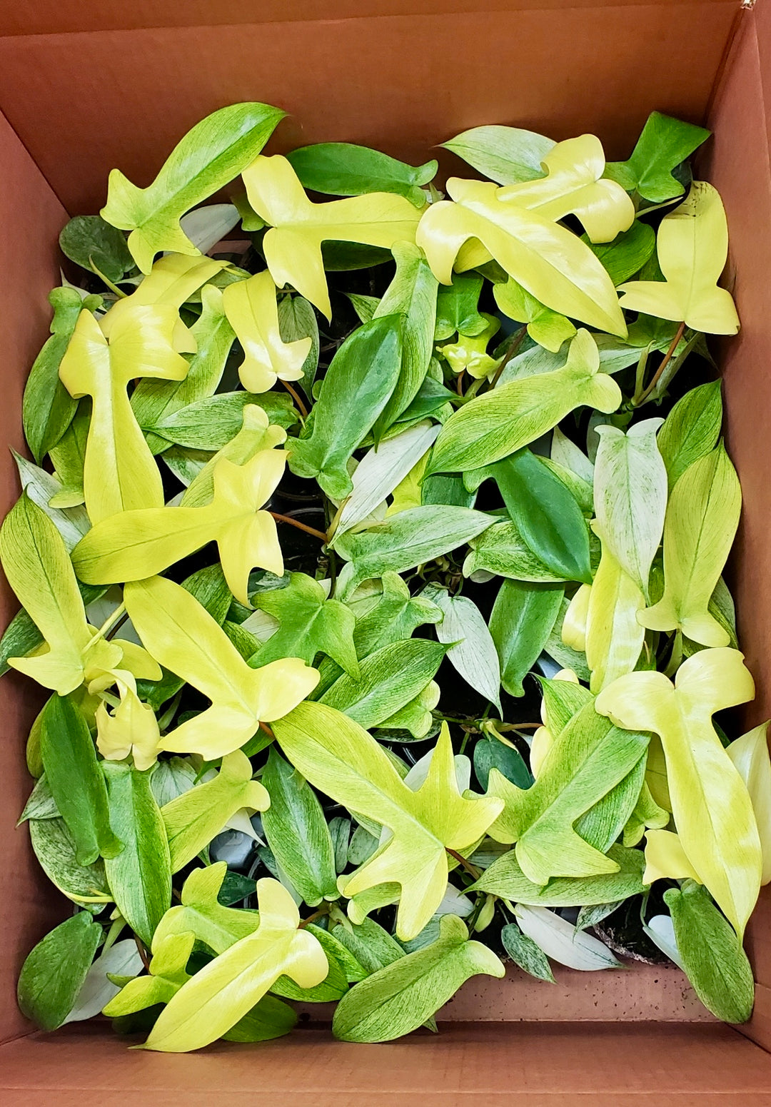Philodendron 'Florida Ghost'